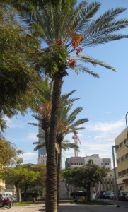 img_1269 img 1269 181x300 Pour Tou Bishvat, regardez un arbre