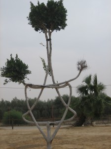 IMG 0975 225x300 15 arbres dIsraël pour Tou Bishvat