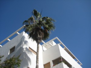 IMG 1433 300x225 15 arbres dIsraël pour Tou Bishvat