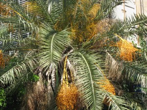 IMG 2307 300x224 15 arbres dIsraël pour Tou Bishvat