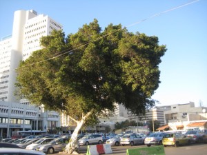 IMG 2530 300x225 15 arbres dIsraël pour Tou Bishvat
