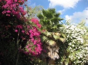 IMG 2701 300x224 15 arbres dIsraël pour Tou Bishvat