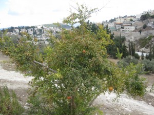 IMG 2705 300x224 15 arbres dIsraël pour Tou Bishvat
