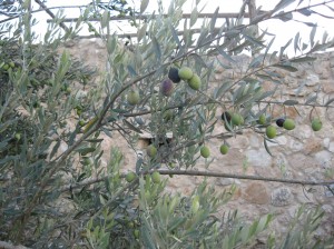 IMG 2710 300x224 15 arbres dIsraël pour Tou Bishvat