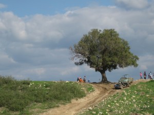 IMG 3779 300x224 15 arbres dIsraël pour Tou Bishvat