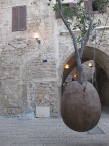 IMG 5562 224x300 15 arbres dIsraël pour Tou Bishvat
