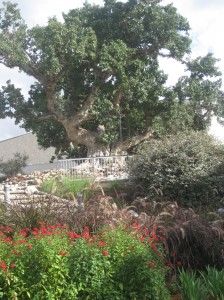 IMG 5758 224x300 15 arbres dIsraël pour Tou Bishvat
